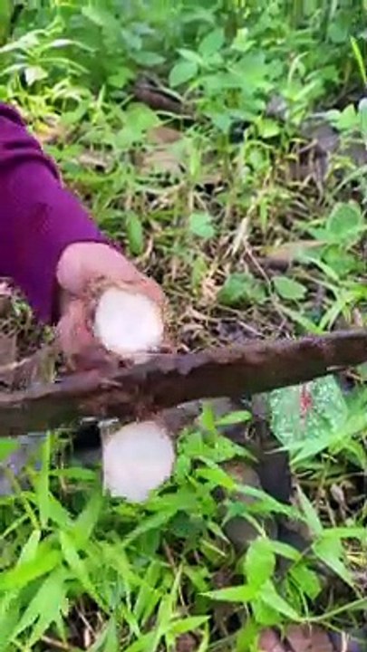 Ganyong nih   siapa yang udah pernah makan hayooRasanya susah di deskripsikan kalo pernah makan.. bentukan nya kaya jahe bengkak   Biasanya cara Masak nya di rebus ya sayang bukan dikukus