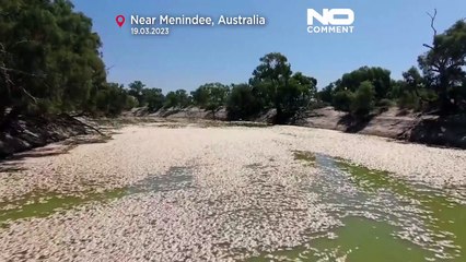 Hitze und Hochwasser: Millionen tote Fische in australischen Flüssen