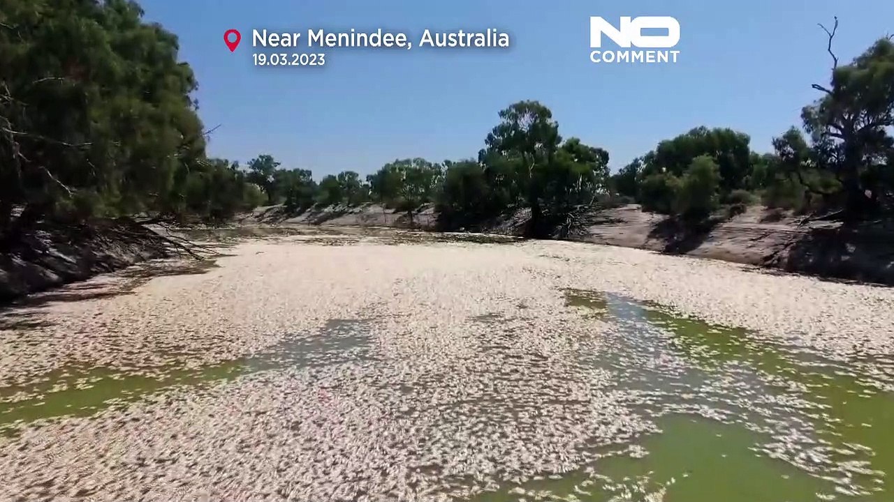 Hitze und Hochwasser: Millionen tote Fische in australischen Flüssen