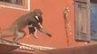 Shocking Moment: Monkey Kidnaps a DOG and Leaps Across Rooftops With Terrified Animal In Its Arms