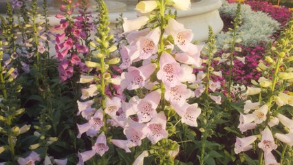 7 Spring Flowers That Will Add Instant Color to Your Garden