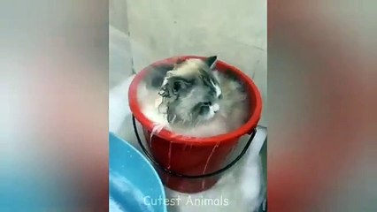 Funny cat videos | cute cats | Try not to laugh | Cat videos Compilation 2023