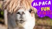 ALPACA - Feeling anxious or down? Meet the alpacas!