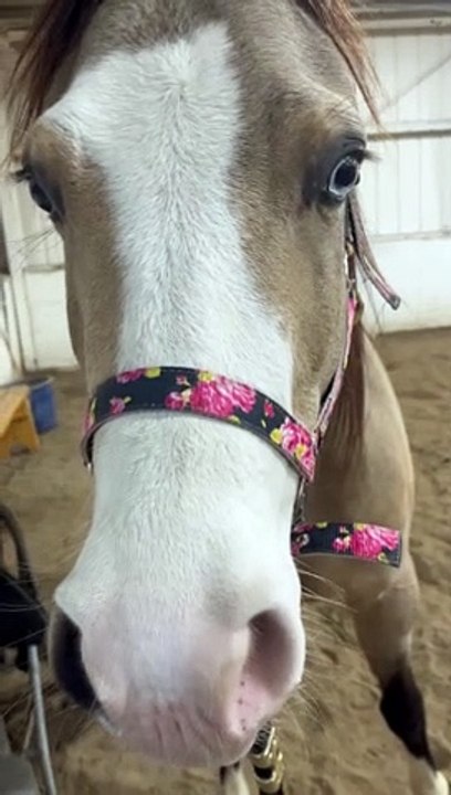 Horse Can Smile on Command