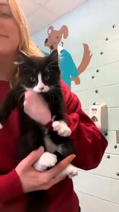 Kitten Says Hello To The Camera