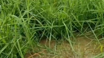 ములుగు: రైతన్నకు కడగండ్లు మిగిల్చిన వడగండ్ల వాన