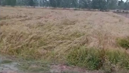 पीलीभीत:लगातार हो रही बेमौसम बारिश से किसानों की फसलों को हुआ नुकसान