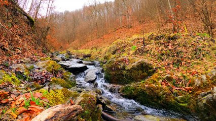 Immerse Yourself in Tranquility: Soothing Water and Nature Sounds with music to Relax Your Mind and Body