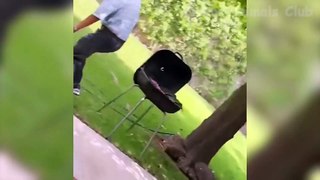Funny Animals Videos 2023 Top Funny Video Collection For You #funnyvideo #funny #funnyreels #funnyvideos
