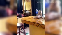 Funny Animals Videos 2023 Top Funny Video Collection For You #funnyvideo #funny #funnyreels #funnyvideos
