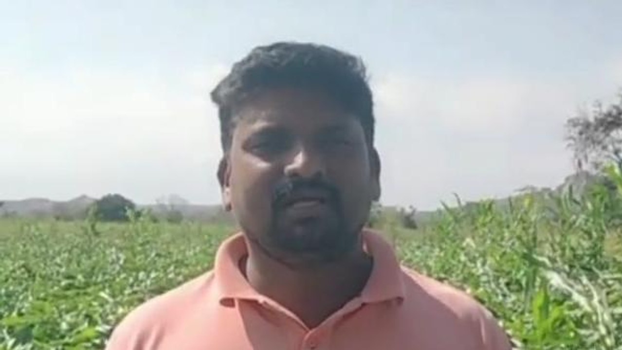 భూపాలపల్లి: తీవ్రంగా నష్టపోయిన మొక్కజొన్న రైతులు