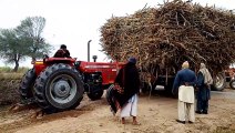 Two Tractors Pulling A Sugar Cane Trolley 2022 || ifi vlogs || iftikhar ahmed sargana