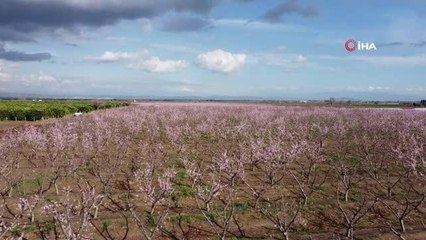 Çukurova bahçelerinde görsel şölen