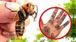 5 Most Dangerous Insects_ Dangerous Bugs in the World_ दुनिया के सबसे खतरनाक कीड़े