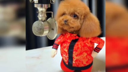 Baby Dogs  Cute And Funny Dog Video #funnyvideo #funnyanimal  #funnydog