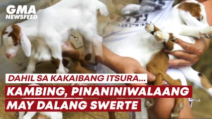 Download Video: Kambing na kakaiba ang itsura, pinaniniwalaang may dalang swerte | GMA News Feed