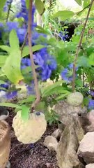 Enjoy beautiful nature with rural life