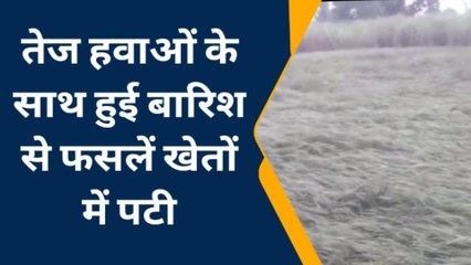 अयोध्या: बेमौसम बारिश ने बढ़ाई किसानों की चिंता किसान हुए परेशान