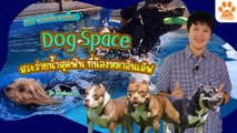 Pet พาเพลิน พาเที่ยว Dog Space สระว่ายน้ำสุดฟินที่เหล่าน้องหมาต้องอินเลิฟฟฟฟ