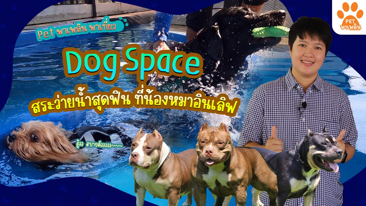 Pet พาเพลิน พาเที่ยว Dog Space สระว่ายน้ำสุดฟิน...