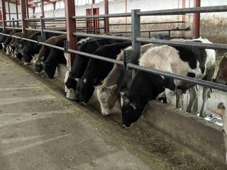 Tedbirler şap hastalığın yayılmasını önlüyor: O ilde aşı çalışmaları büyük ölçüde tamamlandı