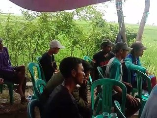 PRAKTIK PEMULIAAN TANAMAN PADI DI INDRAMAYU