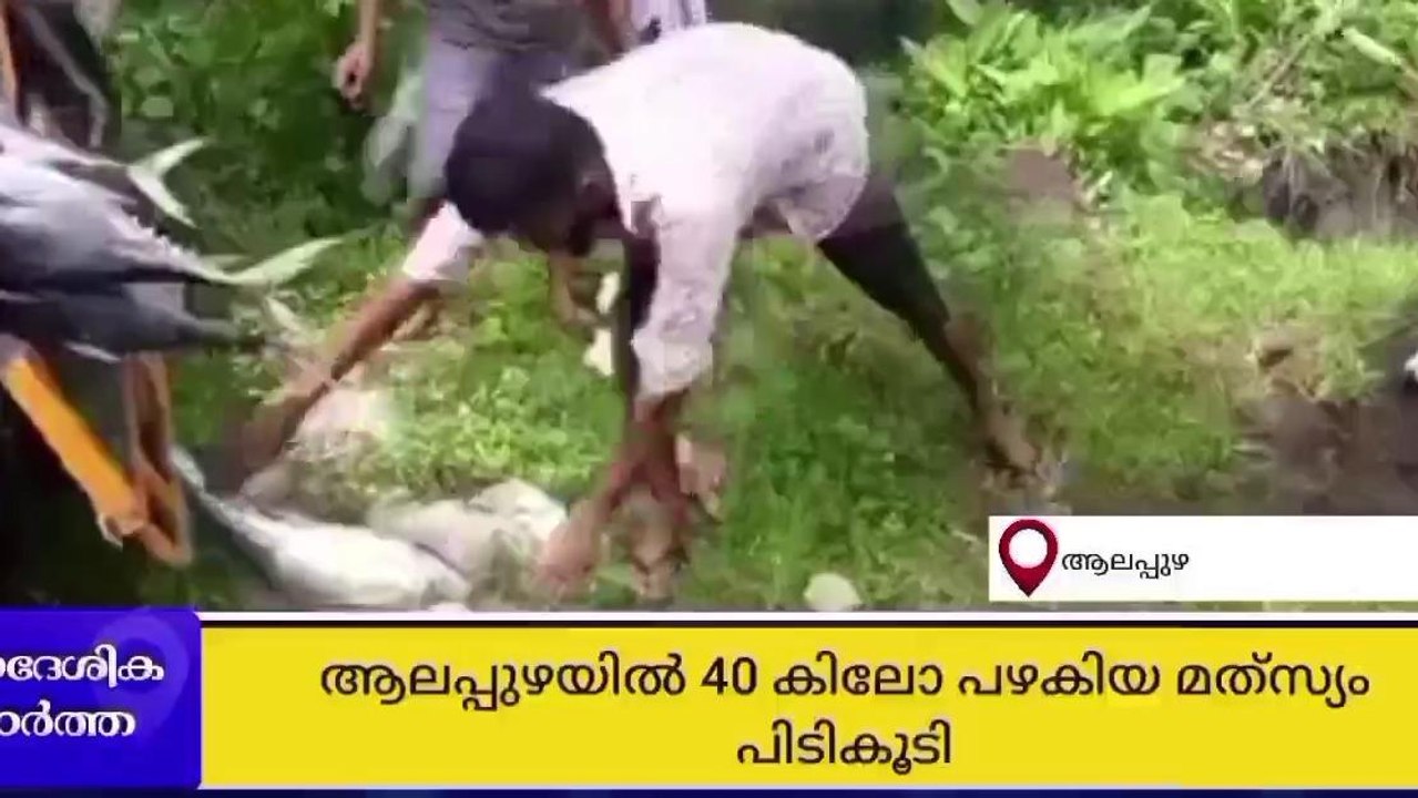 ആലപ്പുഴ നഗരത്തിൽ നിന്ന് 40 കിലോ പഴകിയ മത്സ്യം പ...