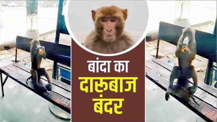 Banda का दारूबाज बंदर,लत ऐसी कि शराबियों के हाथों से छीन लेता है बोतल,फिर गटागत पी जाता है पूरी शराब