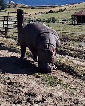 Hippos have thick whiskers around their mouths that help them feel whats around them