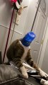 Thirsty Kitty Gets a Cup Stuck on His Head