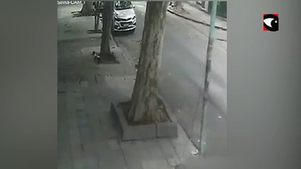 Maltrato animal: una mujer alzó a una perra y la tiró a la basura en Buenos Aires