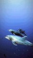 The dolphins out at Revillagigedo are a different kettle of dolphin. They’re very inquisitive and playful and will seek out divers