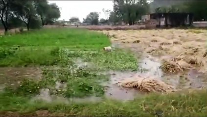 बारिश व ओलावृष्टि से लालसोट इलाके में सर्वाधिक नुकसान का अनुमान