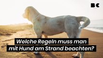 Welche Regeln muss man mit Hund am Strand beachten?