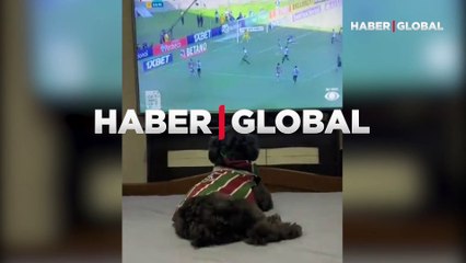Maçı dikkatlice izledi, top filelere gidince kendinden geçti! Fanatik köpeğin sevinci beğeni topladı