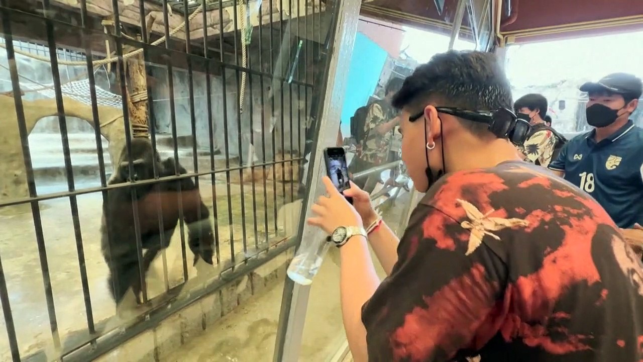No freedom on the horizon for Bangkok's 'mall gorilla'