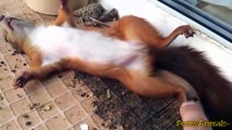 Cute Funny Videos of Sleepy and tired animals - Funny and cute animal compilation
