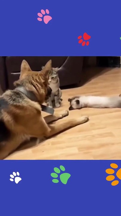 Try not to laugh Funny animals‖ #shorts  #funnyvideos_5