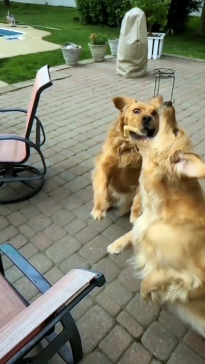 Try not to laugh Funny animals‖ #shorts ‖ Fun Store