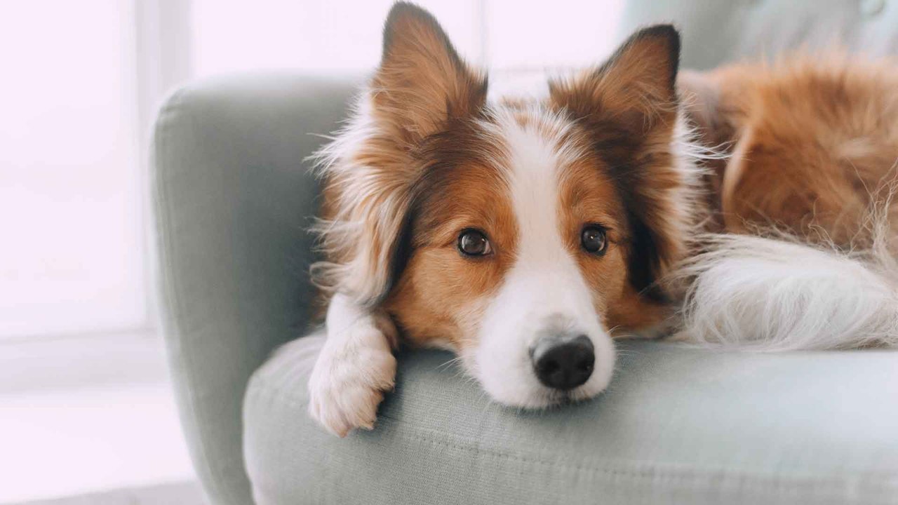 Dein Hund frisst nicht? Das sind die Ursachen