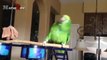 Parrots Dancing - A Funny Parrot Videos Compilation   NEW HD (2)