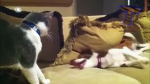 Dogs and cats meeting for the first time - Cute and funny dog & cat compilation