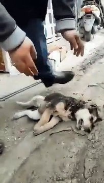 The man rescued the dog in critical condition, did the dog eat the dog bait, so the man tried and saved it?