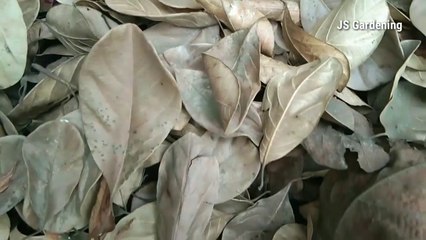 Dry leaf collection for mulch and compost