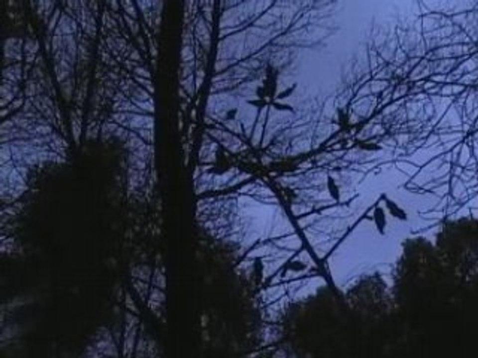 Film Amateur : Bande-Annonce  Les bois de la peur