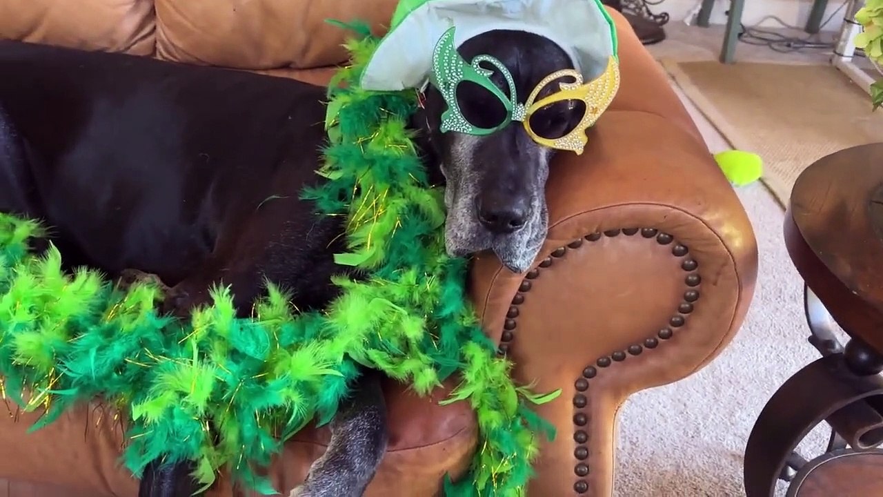 Cat & Great Dane model St. Patrick's Day costumes