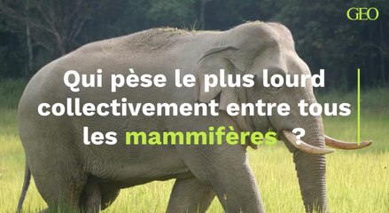 Qui pèse collectivement le plus lourd sur la planète entre tous les mammifères ?