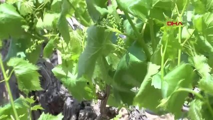 MANİSA'NIN ASMA YAPRAĞI TESCİLLENDİ