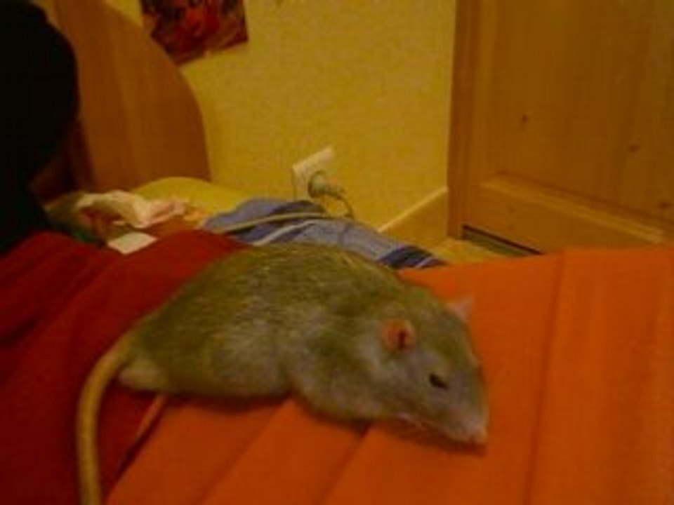 jackouille gringrince