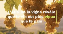 Le vin plus vieux que le pain ?